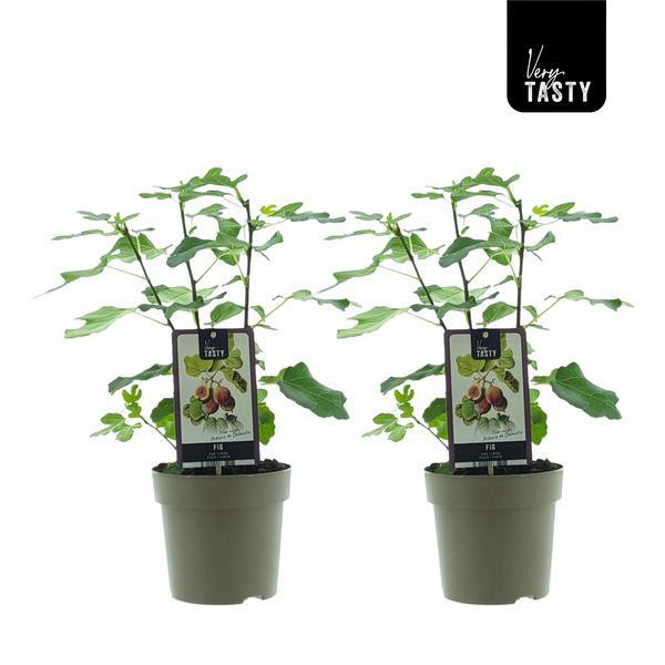 Ficus Precose De Dalmatie 2 stuks Ø15cm 40cm