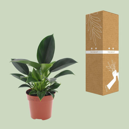 Philodendron Green Princess pot Ø12 cm