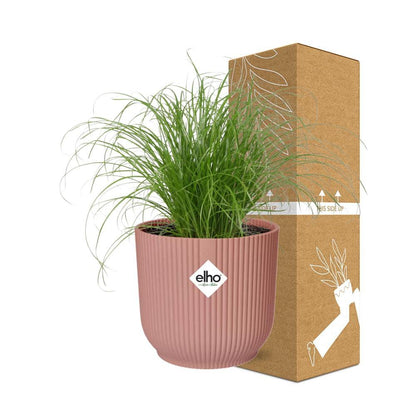 Paraplugras Cyperus alternifolius 14 cm roze Elho pot