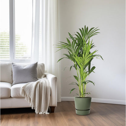 Kentiapalm Howea Forsteriana 130 cm