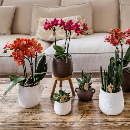 Plantenstandaard hout rond 12 cm