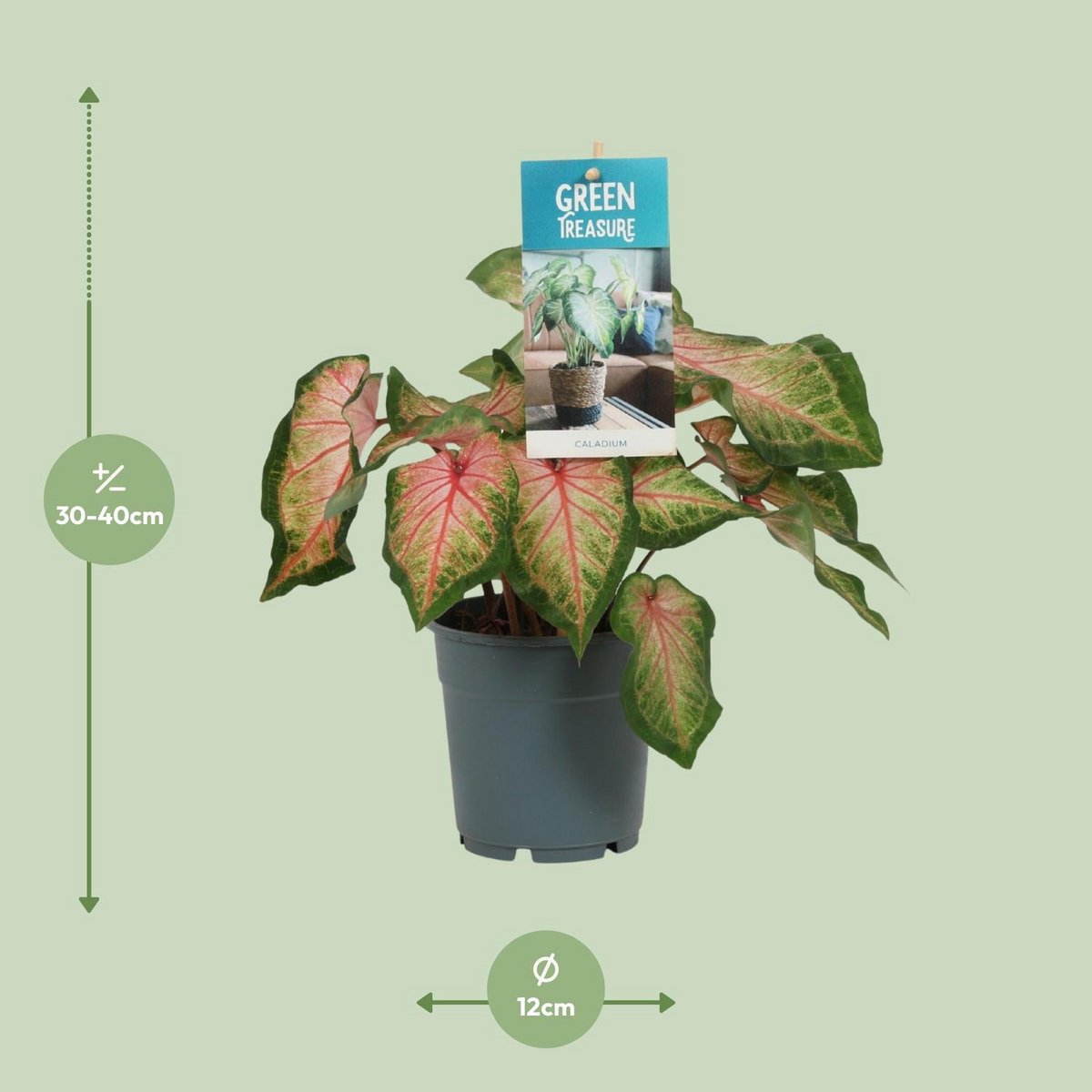 Caladium pink - Ø12cm - ↕25 cm