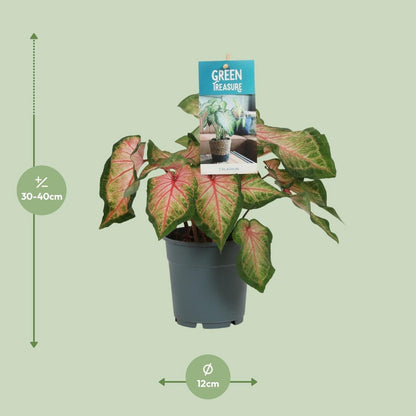 Caladium pink - Ø12cm - ↕25 cm