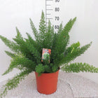 Kamerplant Aspergevaren Ø27x60 cm