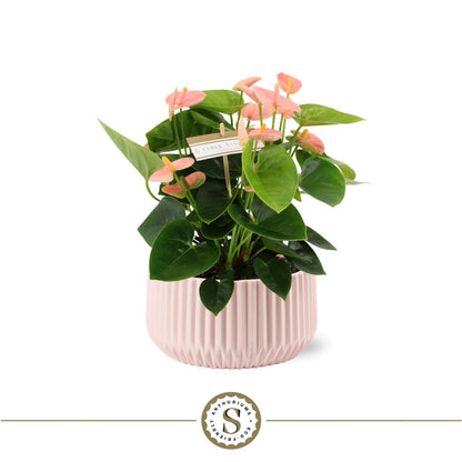 Keramieken pot 18 cm roze ribbelstructuur