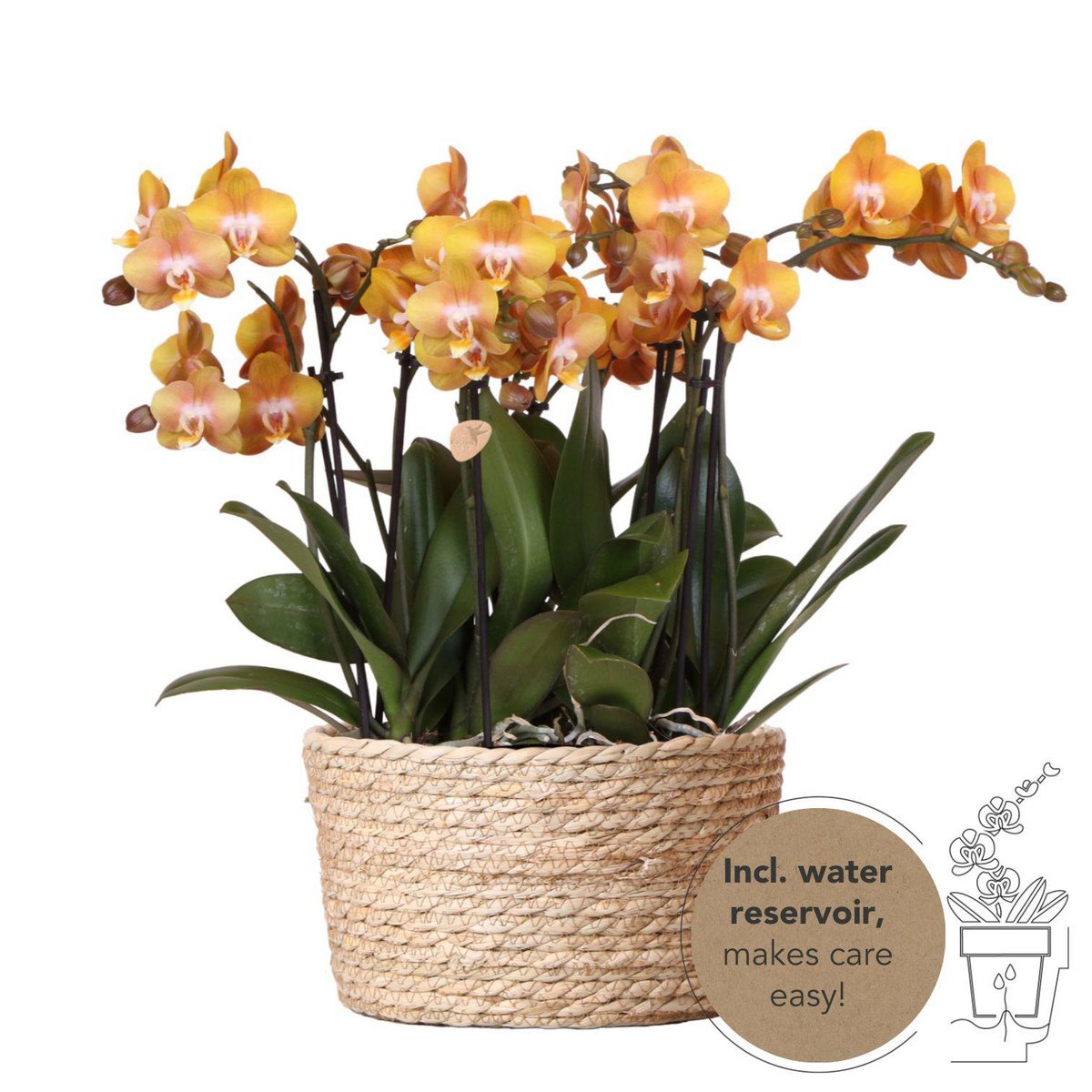 Oranje Orchideeënset in Rieten Mand met Waterreservoir