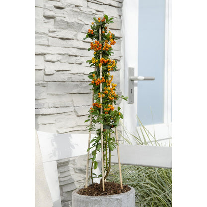Pyracantha 'oranje gloed' leiplant 65 cm