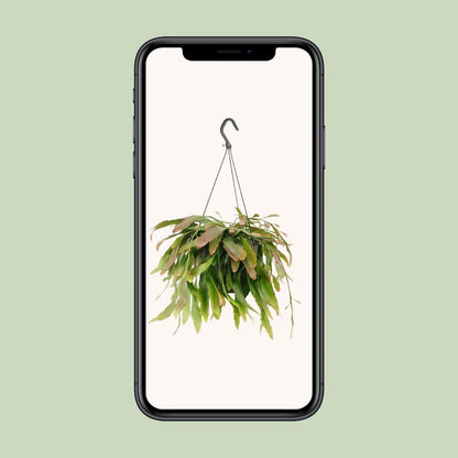 Rhipsalis Red Coral - Ø17cm - ↕25cm