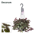 Tradescantia zebrina purpusii plant Ø17cm ↕30cm