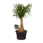 Beaucarnea paardenstaartpalm Ø19x60 cm