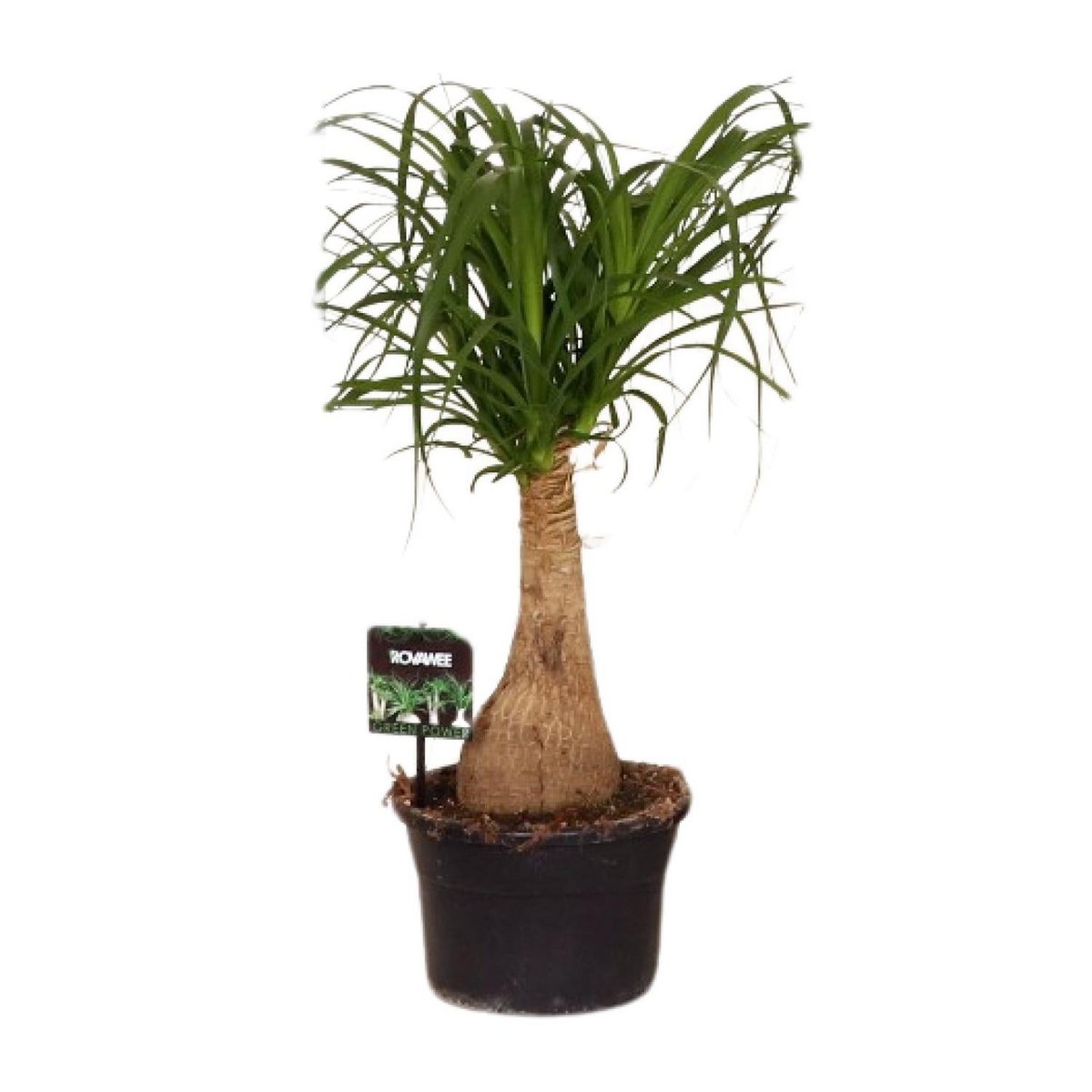 Beaucarnea paardenstaartpalm Ø19x60 cm