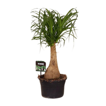 Beaucarnea paardenstaartpalm Ø19x60 cm