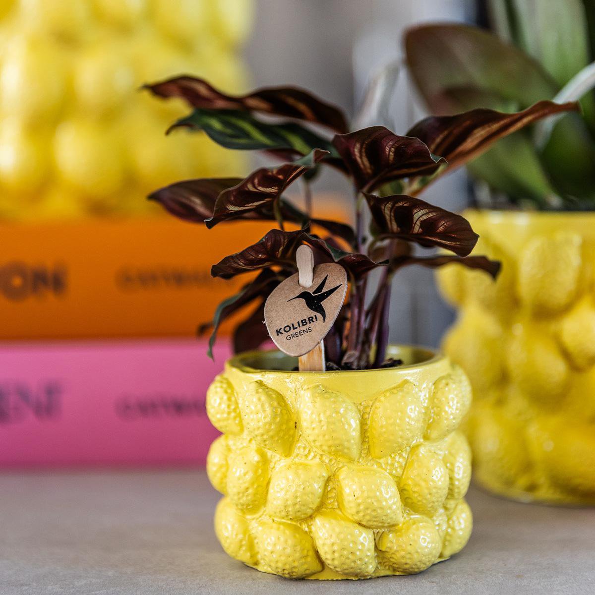 Gele Keramieken Plantenpot Ø9 cm