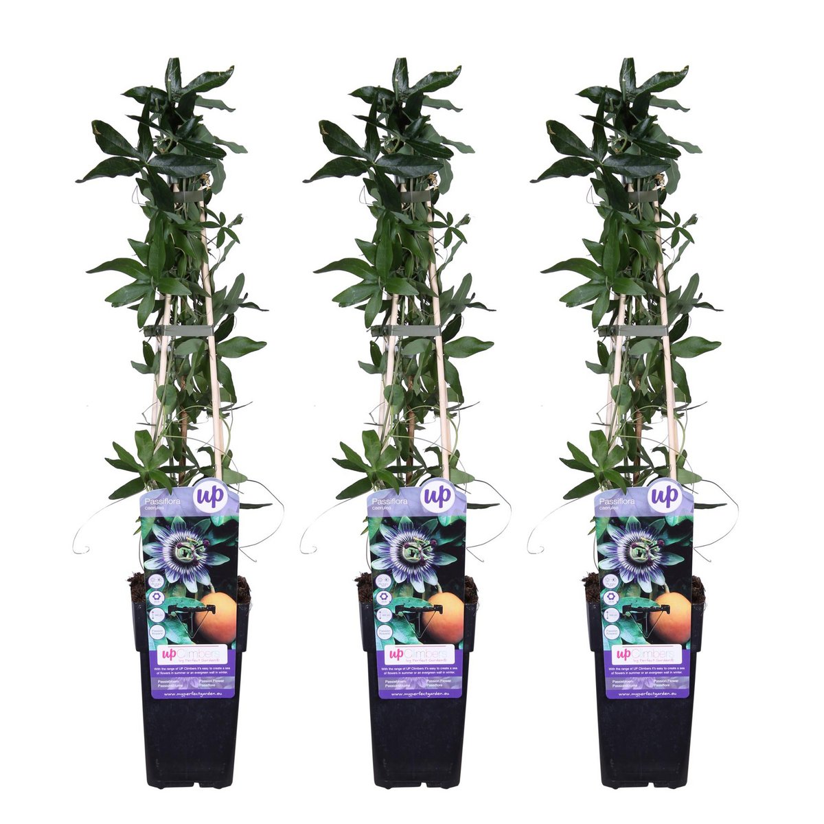 Passiflora blauw klimplant 65cm potmaat Ø15cm