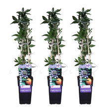Passiflora blauw klimplant 65cm potmaat Ø15cm
