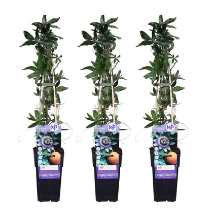 Passiflora blauw klimplant 65cm potmaat Ø15cm