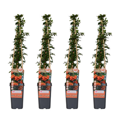 Pyracantha 'Orange Glow' 4x 65cm pot 15cm