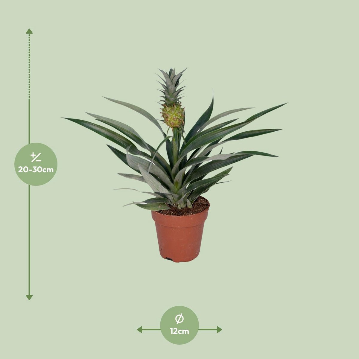 Bromelia Ananas plant Ø12cm ↕30cm