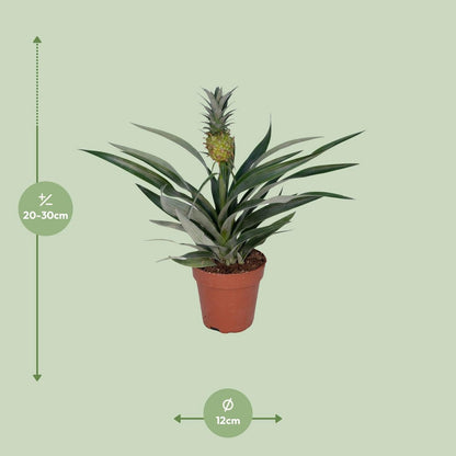 Bromelia Ananas plant Ø12cm ↕30cm