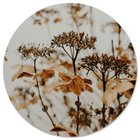 Wall circle dried flower