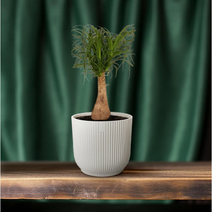 Beaucarnea paardenstaartpalm Ø19x60 cm