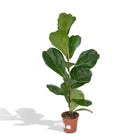 Fiddle-leaf Fig - Rubber Plant - Ø17cm - ↕75cm