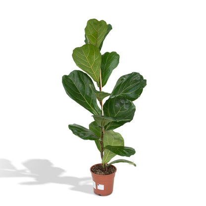 Fiddle-leaf Fig - Rubber Plant - Ø17cm - ↕75cm