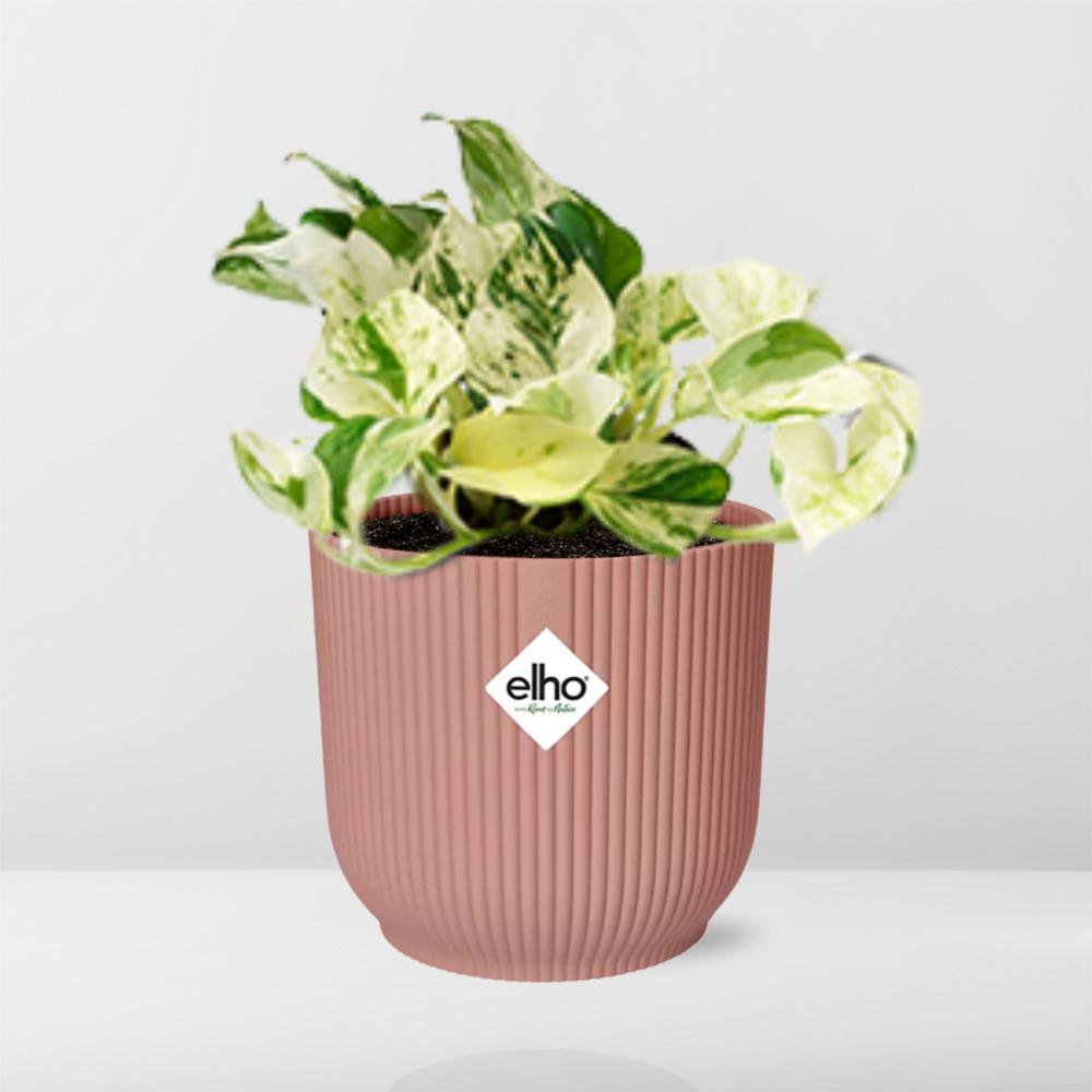 Kamerplant Epipremnum Happy Leaf in roze Elho pot 14 cm