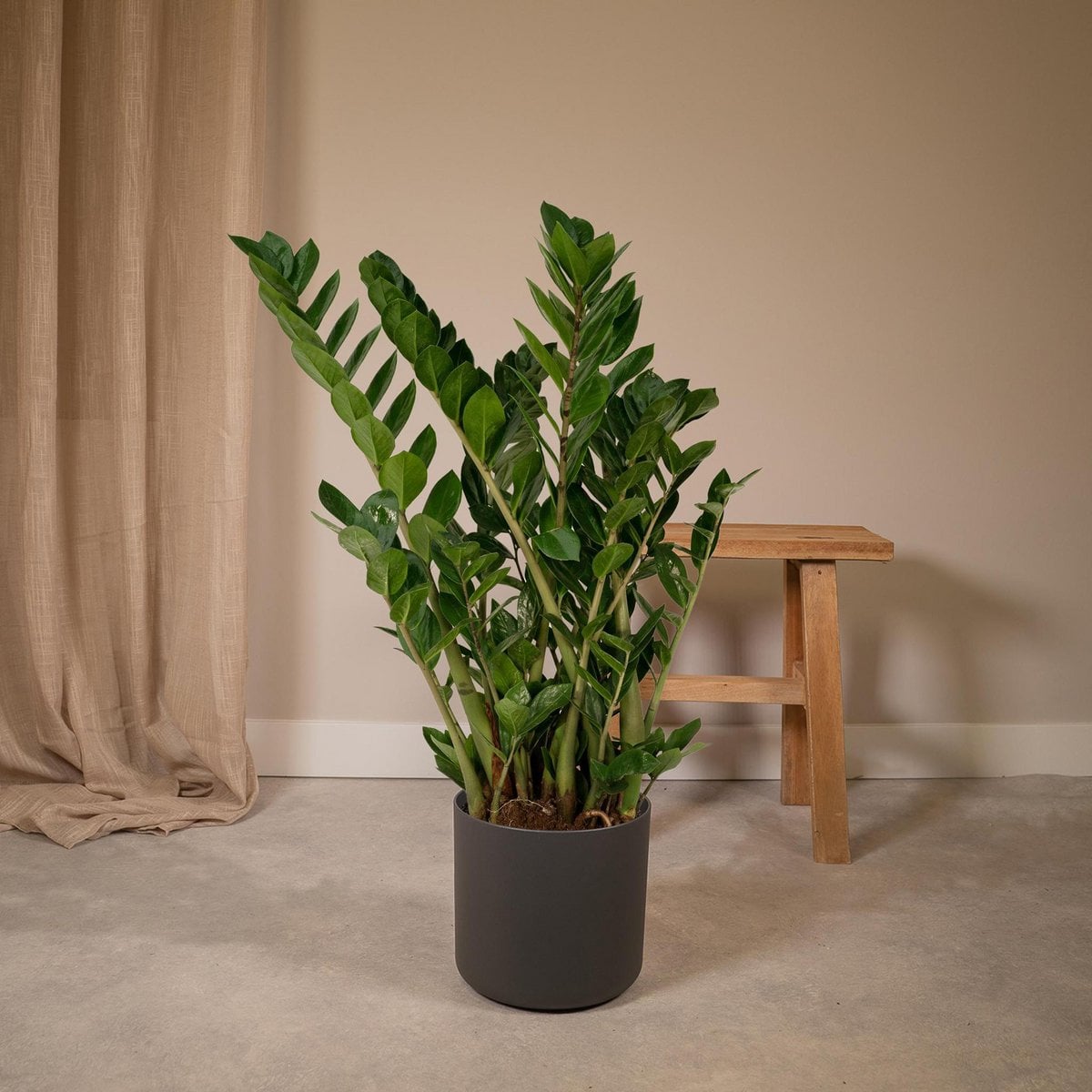 Zamioculcas Zamiifolia - Emerald Palm - Ø21cm - ↕80cm