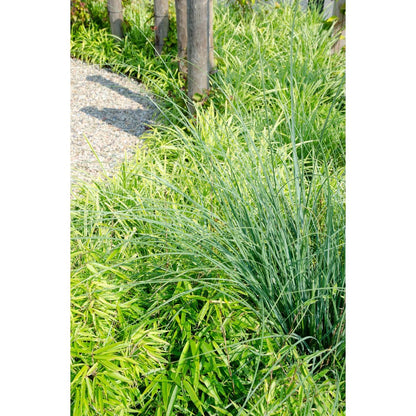 Niet woekerende bamboe Fargesia rufa Ø29cm ↕80cm
