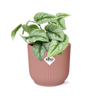 Scindapsus Trebie kamerplant 14 cm roze pot