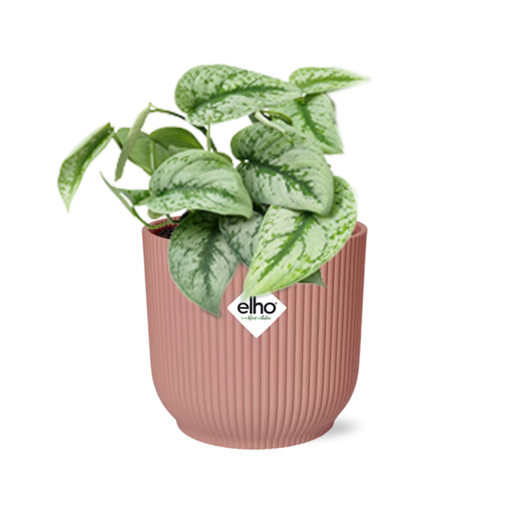 Scindapsus Trebie kamerplant 14 cm roze pot