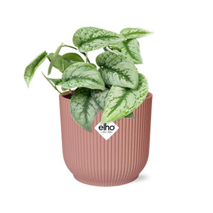Scindapsus Trebie kamerplant 14 cm roze pot