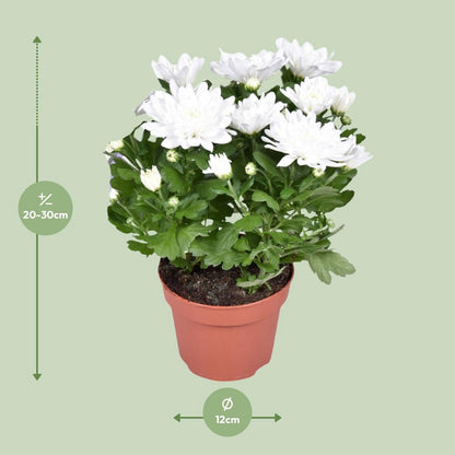 Chrysant kussen Ø12cm 26cm wit