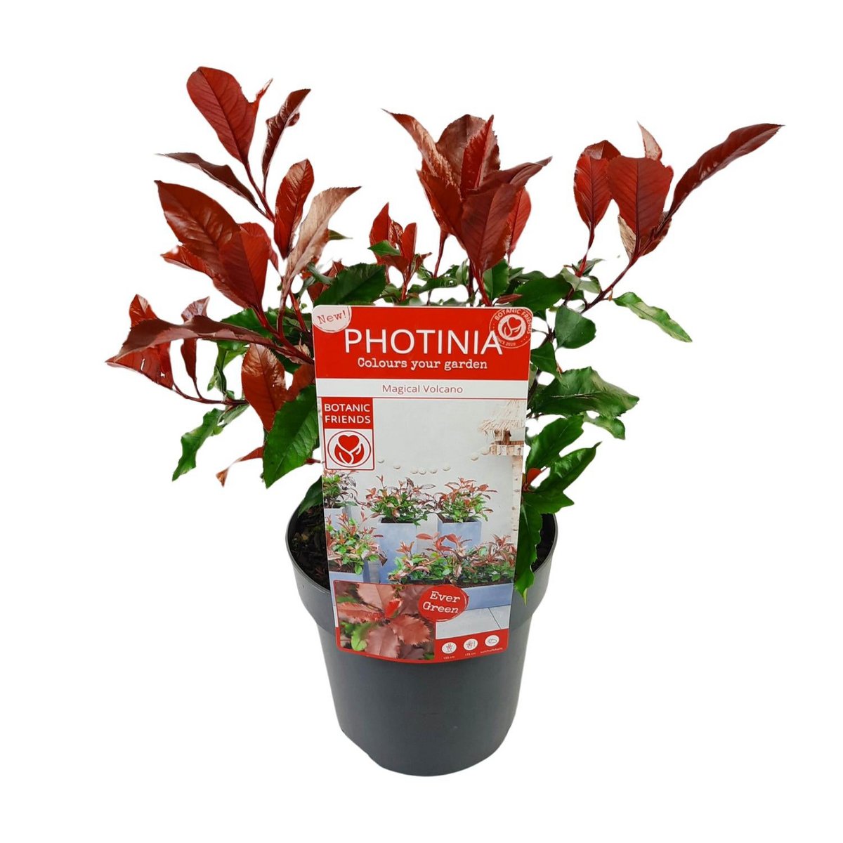 Photinia fras. 'Magische vulkaan' - Ø19cm - ↕30cm