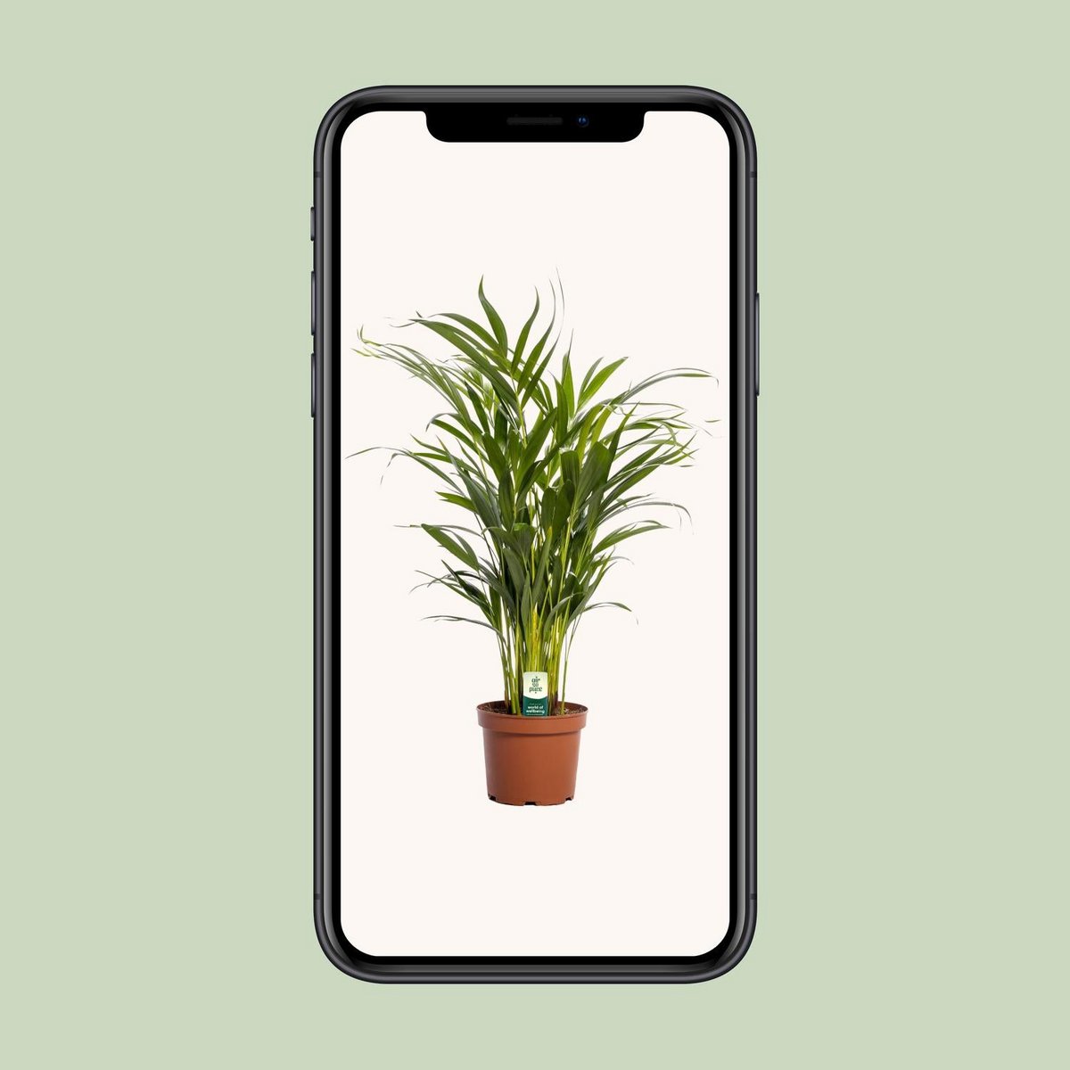 Areca palm Dypsis lutescens Ø17x65 cm terracotta pot