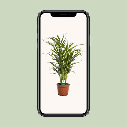 Areca palm Dypsis lutescens Ø17x65 cm terracotta pot