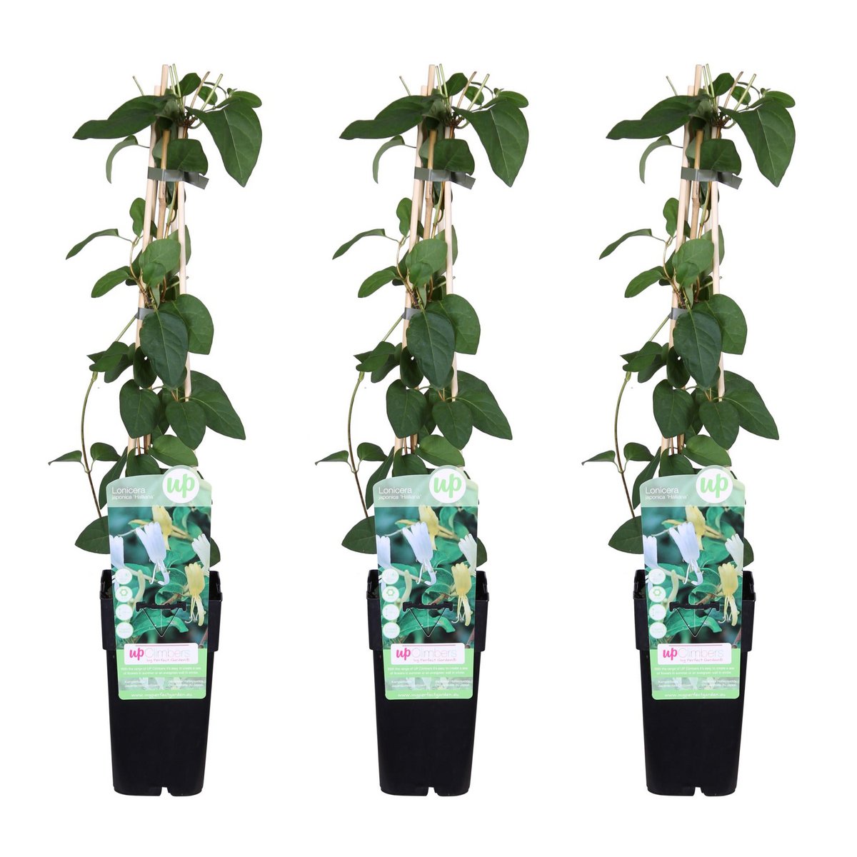 Kamperfoelie Lonicera japonica 'Halliana' 3x ↨65cm Ø15cm