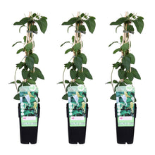 Kamperfoelie Lonicera japonica 'Halliana' 3x ↨65cm Ø15cm