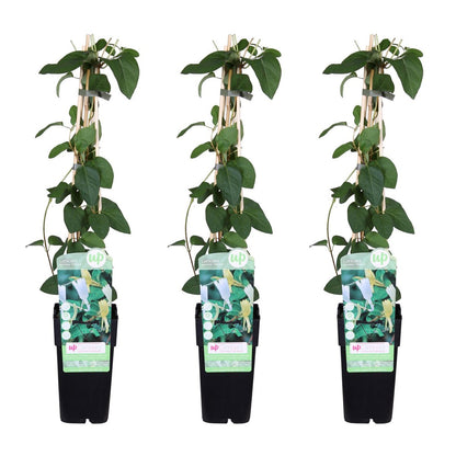 Kamperfoelie Lonicera japonica 'Halliana' 3x ↨65cm Ø15cm