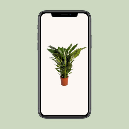 Spathiphyllum Sweet Sebastiano 110 cm wit