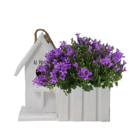 Klokjesbloem (Campanula) Paars in Houten Sierpot Vogelhuisje