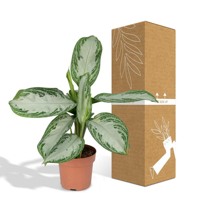 Aglaonema Silver Bay - Ø17cm - ↕55cm
