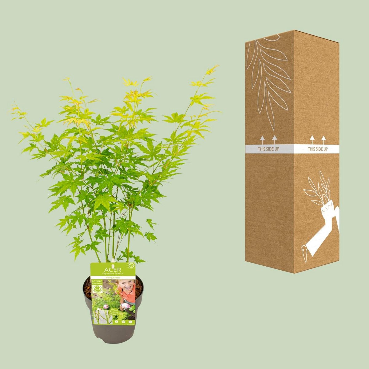 Acer palmatum green - Ø15cm - ↕30cm