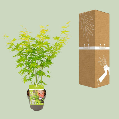 Acer palmatum green - Ø15cm - ↕30cm