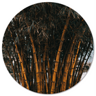 Wall circle bamboo