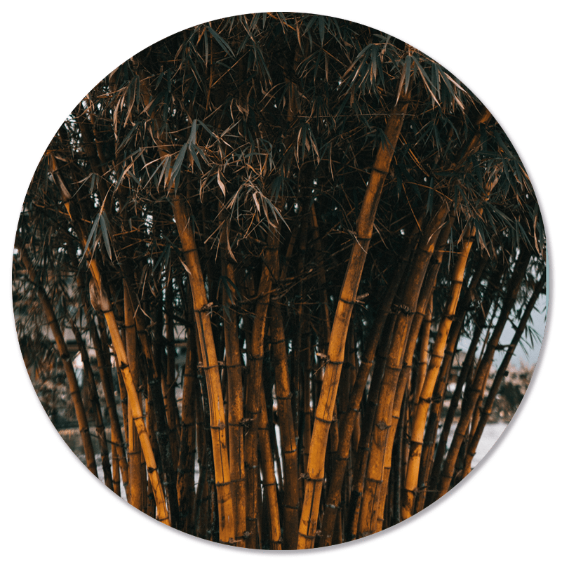 Wall circle bamboo