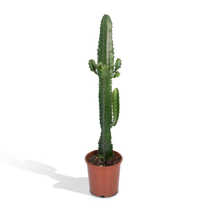 Cactus Euphorbia Acrurensis Ø17cm 50cm