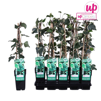 Klimop Hedera Algeriensis 'Gloire de Maren' Ø15cm 65cm