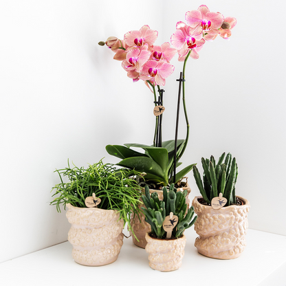 Set van 4 Phalaenopsis Orchideeën 'Pirate Picotee'